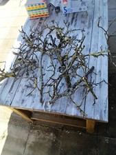 Floristik apfelbaum äste gebraucht kaufen  Rödental