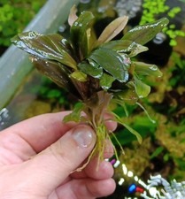 Bucephalandra spec buce gebraucht kaufen  Lich