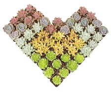 Live succulents plants for sale  Brentwood
