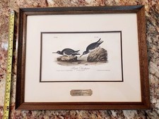 Birds america john for sale  Coleville