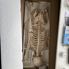 66fit human skeleton for sale  DUNDEE