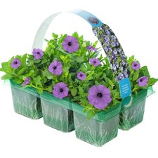 Petunia surfinia heavenly for sale  UK