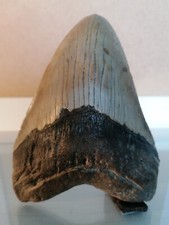 Fossile originale dente usato  Piombino
