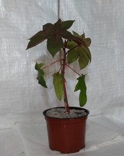 plants for sale plants for sale PRESTON