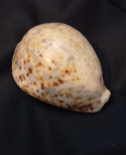 Cypraea tigris unusual d'occasion  Désertines