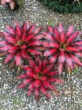 Sale2371 bromelia neoregelia usato  Spedire a Italy