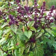 Licorice basil herb for sale  Center