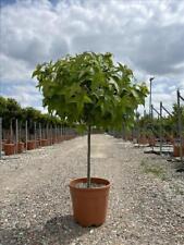 Liquidambar styraciflua gum for sale  KING'S LYNN
