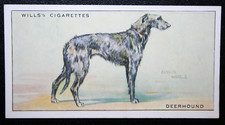 Scottish deerhound vintage for sale Scottish deerhound vintage for sale  DERBY