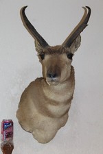 Vtg antelope pronghorn for sale  Brandon