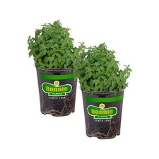 Oz. catnip herb for sale  Middleton