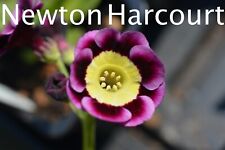 auriculas for sale  PETERBOROUGH