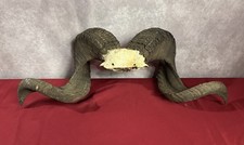 Ram sheep bighorn for sale  Omaha
