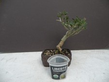 Euphorbia capsaintmariensis... for sale  Saint Cloud