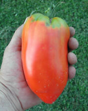 Semi pomodoro corno usato  Italia