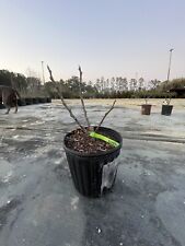 Kadota fig tree. for sale  Ridgeville