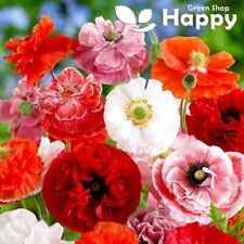 red poppy wallpaper next for sale red poppy wallpaper next for sale DONCASTER