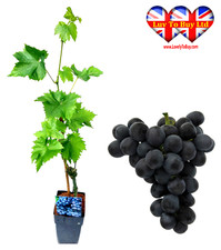 Quince grape apricot for sale  HUDDERSFIELD