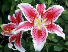 Stargazers lilly vivids for sale  Wadsworth