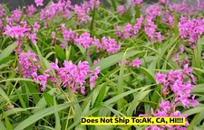 Garden plant purple for sale  Homestead