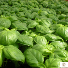 Semi basilico genovese usato  Ragalna