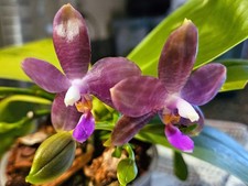 Orchid flask phalaenopsis for sale  Bristol
