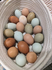 Easter egger olive for sale  Mcloud