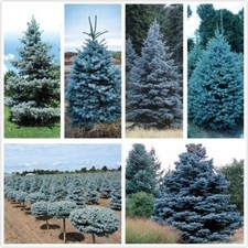 Blue spruce seeds for sale  Russell