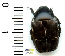 Cetoniidae cetonia aurata d'occasion  France
