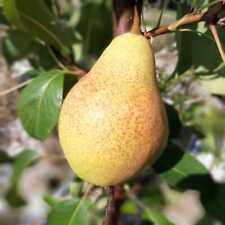 Clapps liebling birnenbaum gebraucht kaufen  Detmold