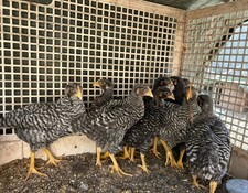 Uova fertili feconde usato  Iglesias