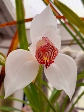 Cymbidium orchid erythrostylum for sale  MANSFIELD