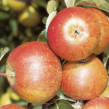 Cox orange pippin for sale  PETERBOROUGH