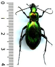 Carabidae carabus splendens d'occasion  France