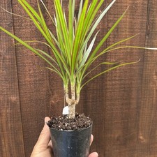 Dragon tree madagascar for sale  San Diego