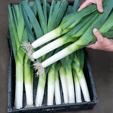 Leek rally value for sale  LLANDYSUL