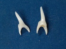 Denti squalo toro usato  Piombino