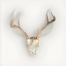 Whitetail deer european for sale  Fayetteville