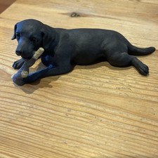 labrador for sale labrador for sale IPSWICH