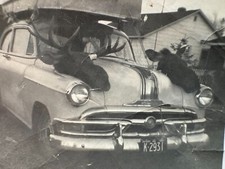 Vtg photo bull for sale  Meadville