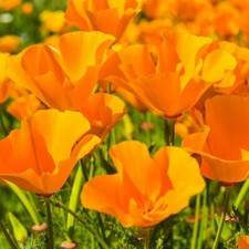 Giant orange california for sale  Pittsburgh