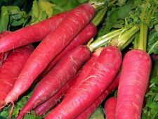 250 graines radis d'occasion  Clermont-Ferrand-