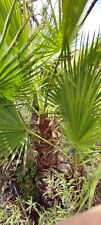 Palma washingtonia altezza usato  Adrano