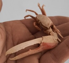 Curiosité taxidermie crabe d'occasion Curiosité taxidermie crabe d'occasion  Montpellier-