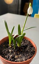 Galanthus rizehensis snowdrops for sale  SLEAFORD