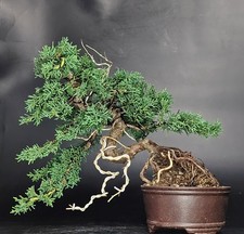 ginepro bonsai usato ginepro bonsai usato Cison di Valmarino