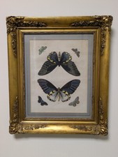 Antik kupferstich handcolorier gebraucht kaufen  Rodenberg