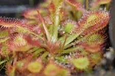 Drosera esmeraldae carniverous for sale  Bedford
