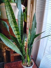 Plantes intérieur d'occasion  Croissy-sur-Seine