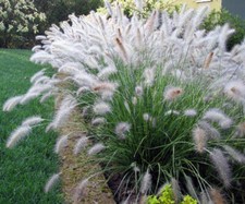 Seeds dwarf fountain for sale  USA